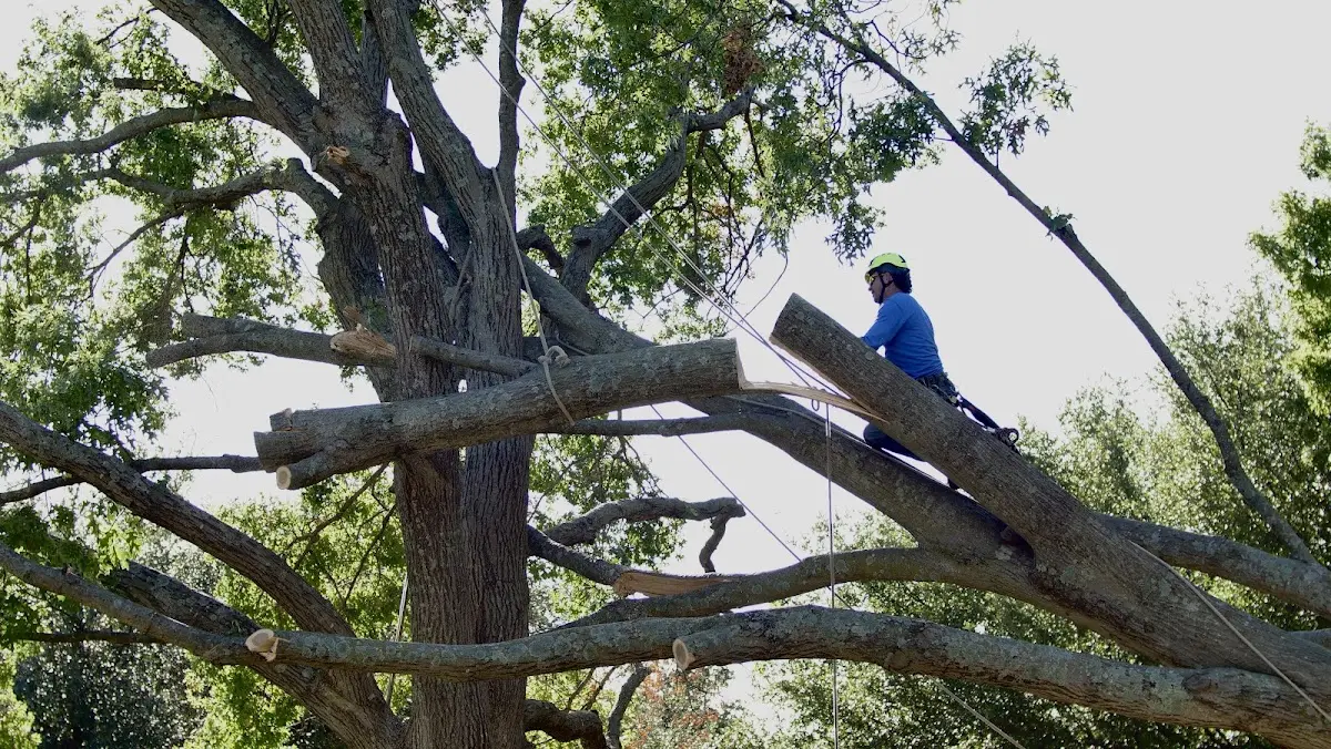 Professional Hazardous Tree Removal performed by certified arborists in Sandy Ridge